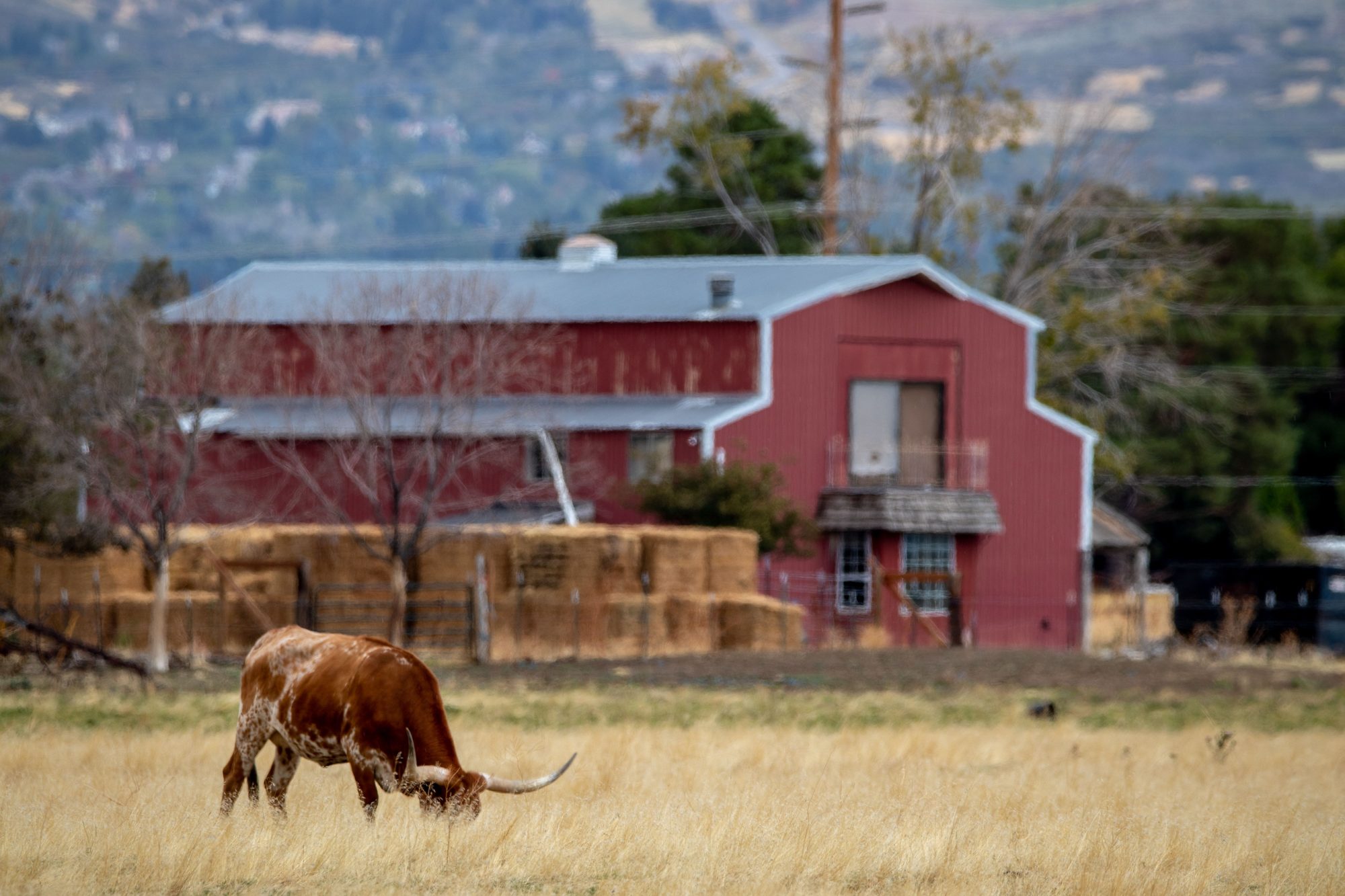A red barn in a golden field with a Texas longhorn grazing in front of it