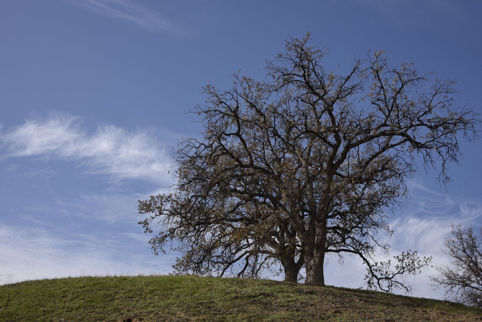 A lone live oak on a grassy hill under a wide blue sky