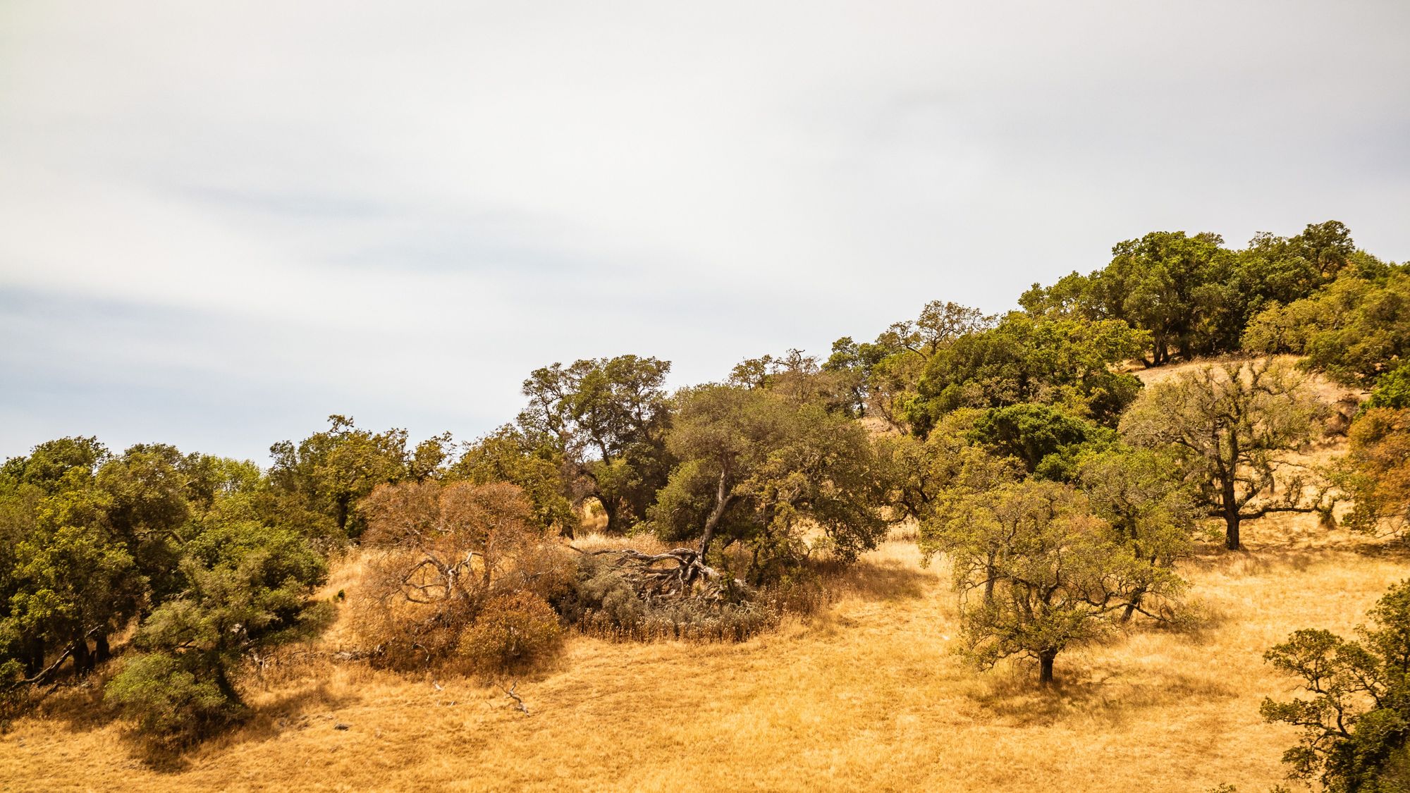 Rolling hills dotted with oak trees under a pale sky